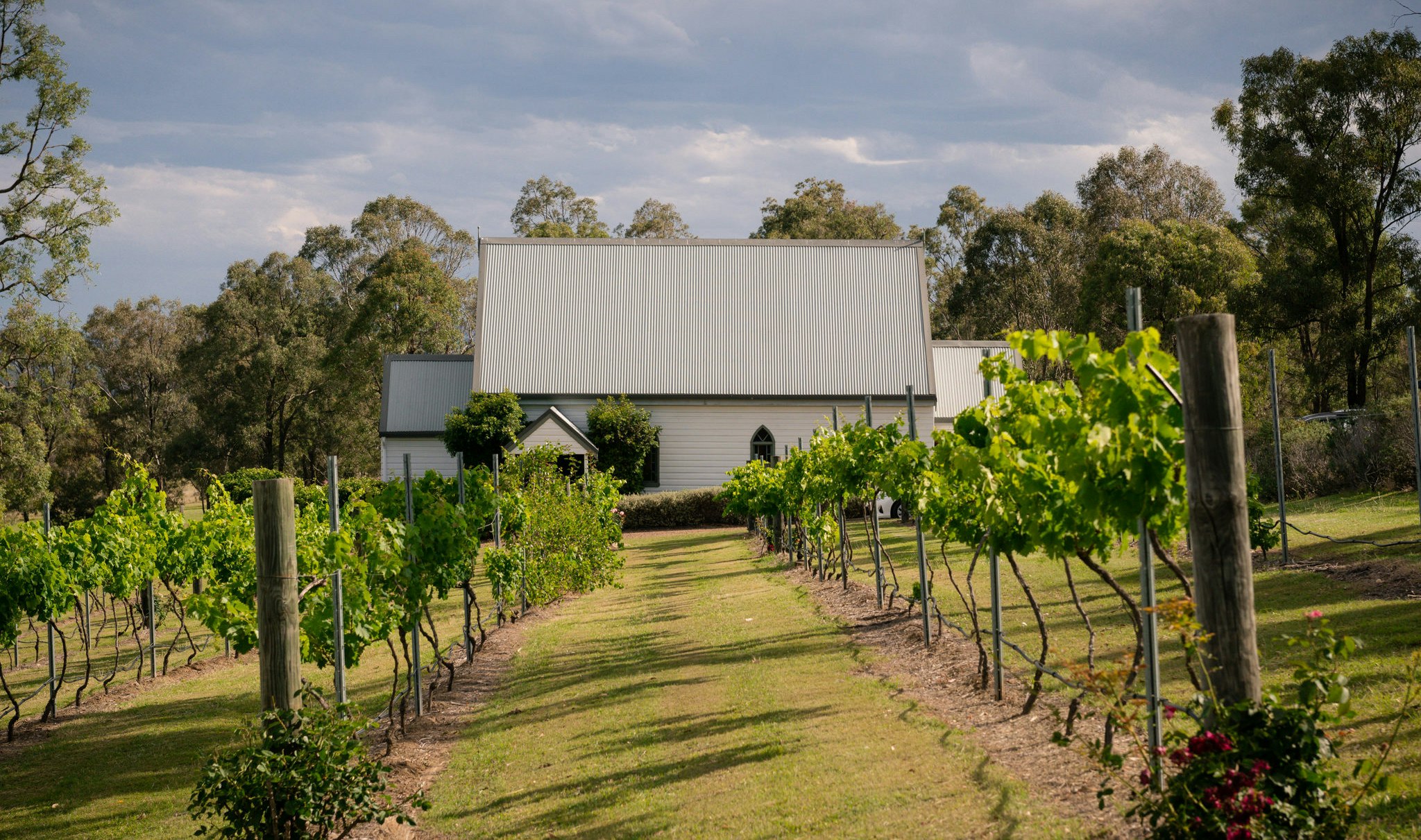 Rows of vines in a vineyard, with a chapel in the background.